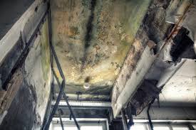 Professional Mold Removal Services in Waupun, WI